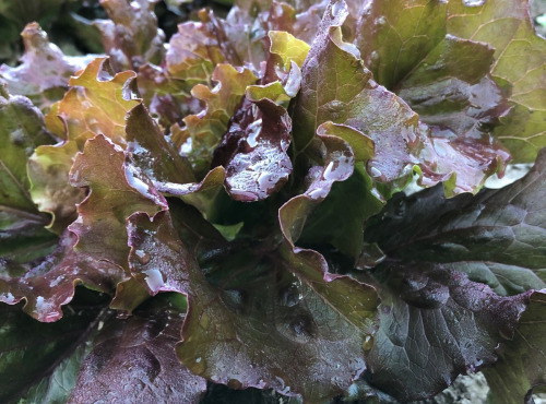 La Boite à Herbes - Salade batavia rouge bio 1 pièce
