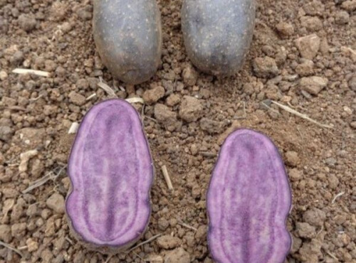 La Ferme du Bois Ramard - Pommes De Terre Violetta En Conversion Bio 1 Kg