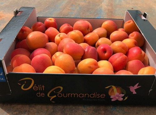 Délit de Gourmandise - Abricots Bio - 4,5 kg