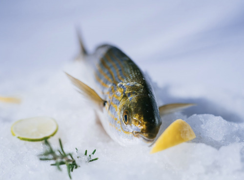 Côté Fish - Mon poisson direct pêcheurs - Saupe