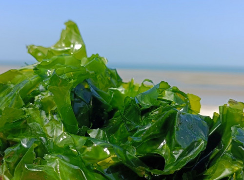 Rébecca les Jolies Fleurs - Algue fraiche (laitue de mer)  : Ulva 450g