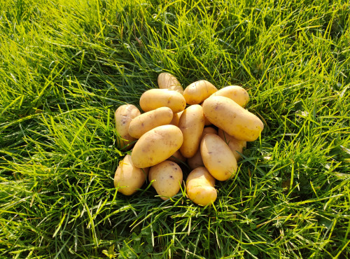 La Brouette d'Alexis - Pommes de terre LAURETTE - 5 kgs