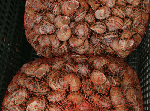 La Ferme Enchantée - (OFFRE PRO) 10kg d'Escargots PETIT GRIS Vifs jeunés Prêt à Cuisiner