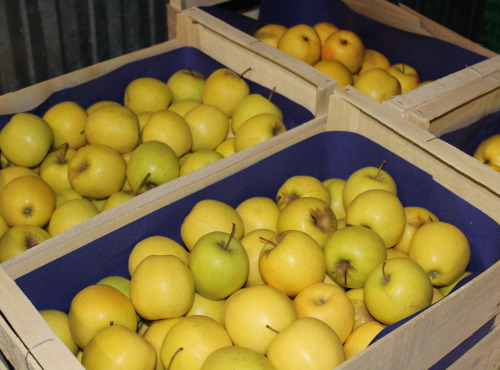 Le Châtaignier - Pommes Catégorie 2 - 100kg