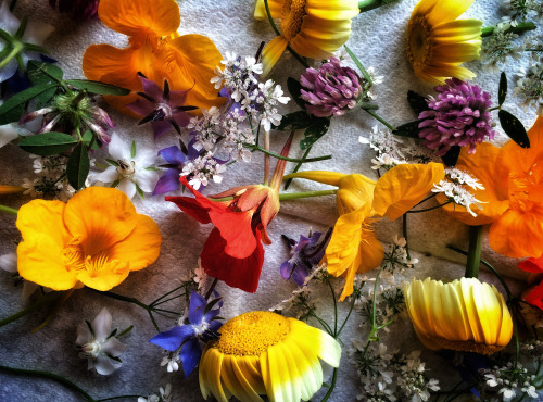 La Ferme d'Artaud - Barquette De Fleurs Comestibles Diverses