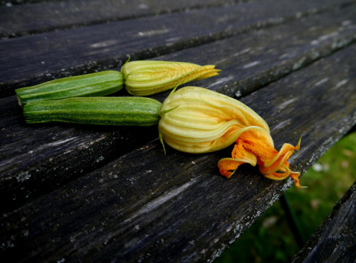 Le Châtaignier - Fleur de courgette - 4 Pièces