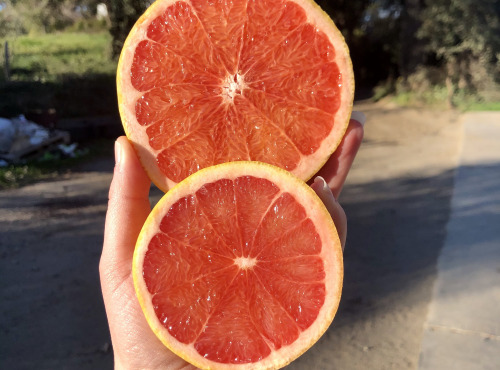 LES VERGERS DE BRAVONE - Mélange agrumes 10 KG (pomelos, oranges et kumquats)