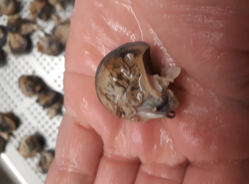 Limero l'Escargot Mayennais - Chairs D'escargot Helix Aspersa Frais Parées Totalement - 1 sachet de 120