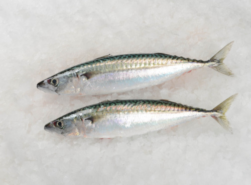 Côté Fish - Mon poisson direct pêcheurs - Maquereau