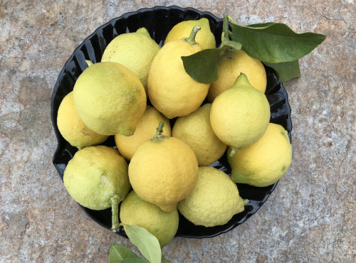 Le Jardin des Antipodes - Citron Femminello Frais Non-traités de Vintimille - 6kg