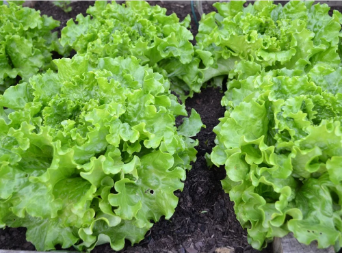 La Boite à Herbes - Lot De 4 Salade Batavia Verte Bio