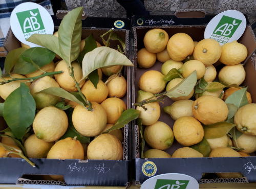Le Jardin des Antipodes - Citron De Menton Igp Bio - 1kg