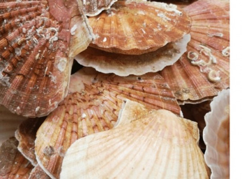 Poissonnerie Paon - Coquille Saint-Jacques sans corail : Lot de 1 kg, Entières