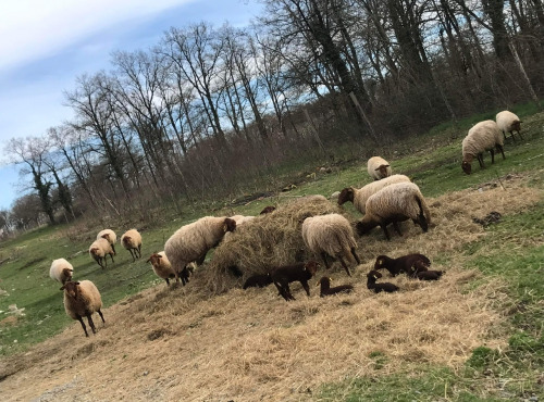 Des Poules et des Vignes à Bourgueil - Gigot d’agneau antenais - race solognote