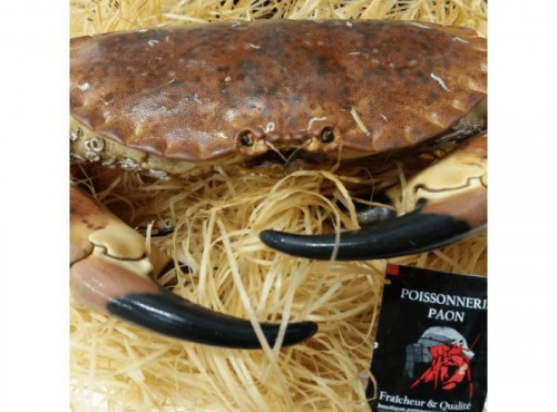Poissonnerie Paon - Crabe Tourteau Vivant : A la pièce, 600 g - 800 g