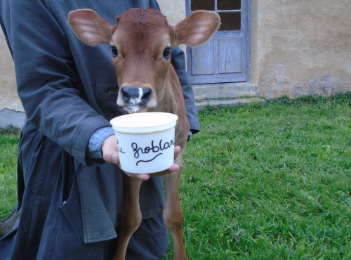 La Ferme de l'Abbaye - Fromage Blanc au lait de vache Jersiaise : le Froblanc