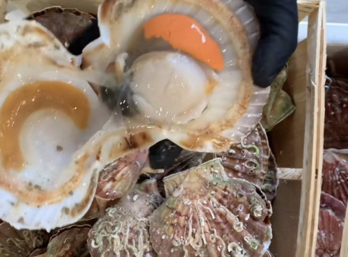 Les Huîtres du Père Gus - Coquilles Saint-Jacques vivantes Normandie - 3 kg