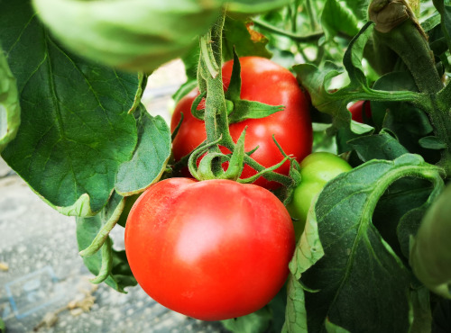 La Boite à Herbes - Tomate Ronde Biologique - 1 kg