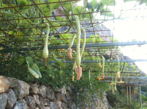 Le Jardin des Antipodes - Courgettes Trombette Di Albenga Bio - 1kg