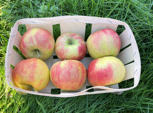 EARL Fruits du Maumont - Toutifruits - Pomme Dalilight - 5kg