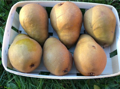 EARL Fruits du Maumont - Toutifruits - Poires Bio Éliot - 1kg
