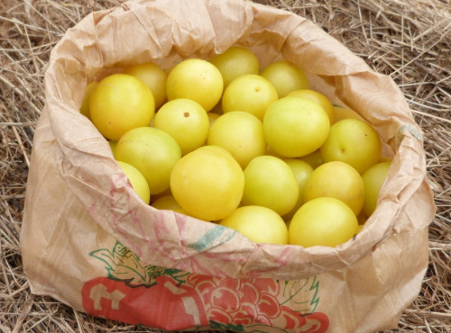 Ferme des petites Brossardières - Prunes jaunes, 500 g