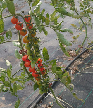 Maison du Pruneau - Cueillette du Gascon - Barquette de tomates cerises en mélange de 500gr