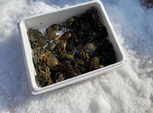 Pêcheur Toni  Micheau - Crabes Verts de Méditerranée - Vivants - 1kg