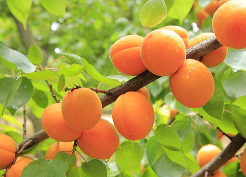 La Boite à Herbes - Abricots de saison Bio - 2 kg