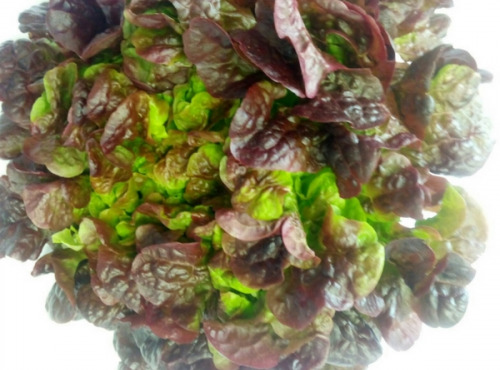 Les Herbes du Roussillon - Salade Feuille De Chêne Rouge