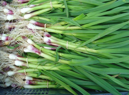 ChâteauFer - Aillet botte