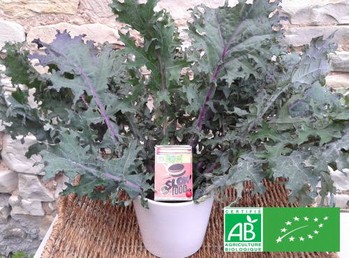 LES JARDINS DE KARINE - Chou Cavalier rouge - 500g