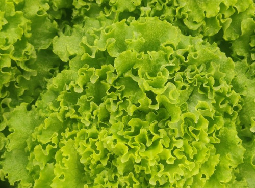 Ferme de la ville basse - Salade Batavia Blonde Bio