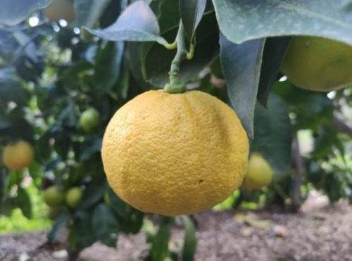 Les Hespérides - Coopérative de la Riviera Française - Bergamotte 1kg