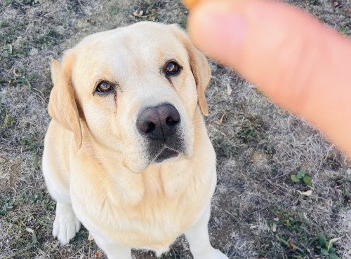 Domaine du Chillou - Friandises Chien et Chat