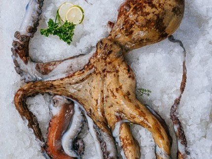 Le goéland gourmand du bateau à l’assiette - Poulpe de roch Méditerranée 500/1kg Vidé
