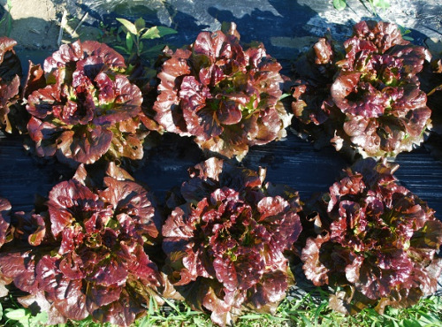 La Boite à Herbes - Lot De 2 Feuille De Chène Rouge Bio