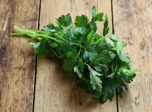 Nature et Saveurs - Ferme Aquaponique et Permacole Astérienne - Persil plat italien — fraîcheur aromatique méditerranéenne