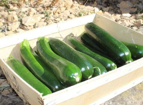 Domaine Reverchon - Courgettes 2kg