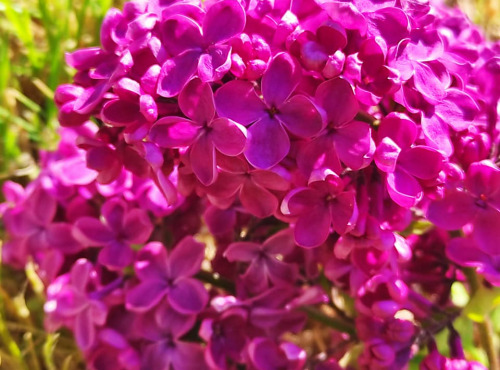 Les Jardins du Mas de Greil - Lilas Mauve Fleurs Fraîches