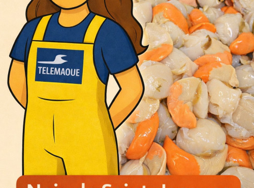 Télémaque "Coquille Baie de Seine" - Noix de st Jacques Baie de Seine