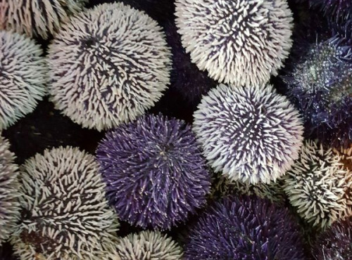 Saint Kerber - Cancale - Oursins violets de Bretagne - 6 Kg