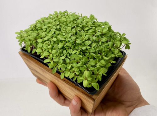 Horssol - Ferme urbaine - Micro-pousse de Tagète x4 barquettes