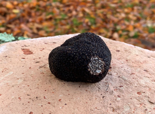 Berry 3 Sens - [Précommande] Truffe noire fraîches du Berry Tuber Mélanosporum : 50 g