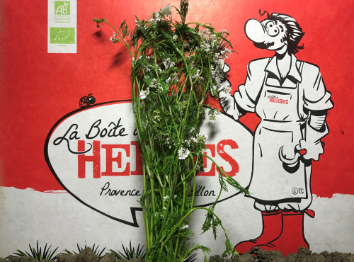La Boite à Herbes - Fleur De Coriandre Bio - 50g