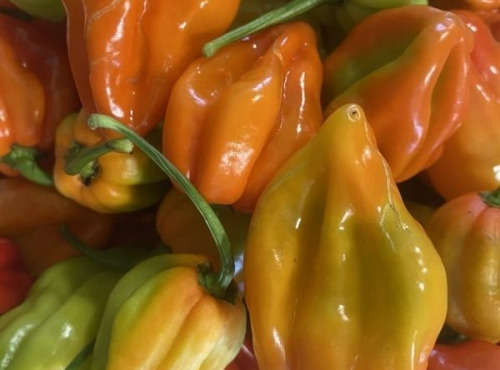 La Cabane à plantes - Piment Volcanique Habanero 200g