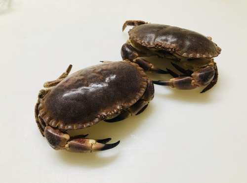 Mer Sea - Tourteau 600 gr - Vivant
