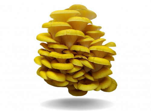 Naturélium - Le pleurote jaune 1,5kg