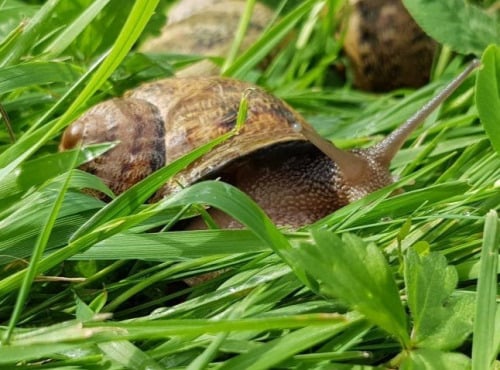 Kerhelix - Escargots gros gris plein air x150