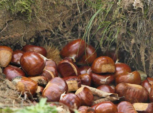 L'Art des Châtaignes - Châtaignes fraîches d'Ardèche BIO - Bouche Rouge - 1kg